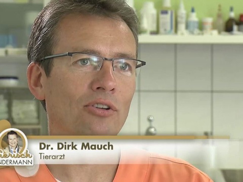 Irrtümer bei der Wellensittich-Pflege