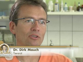 Irrtümer bei der Wellensittich-Pflege