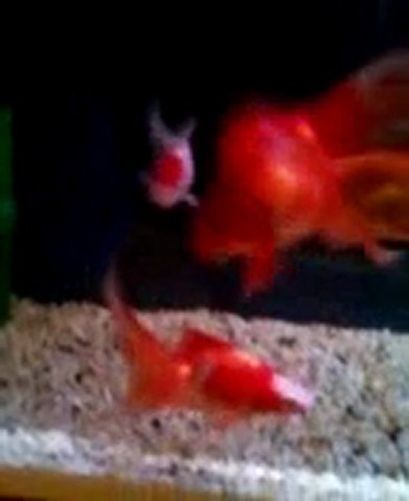 goldfish tank