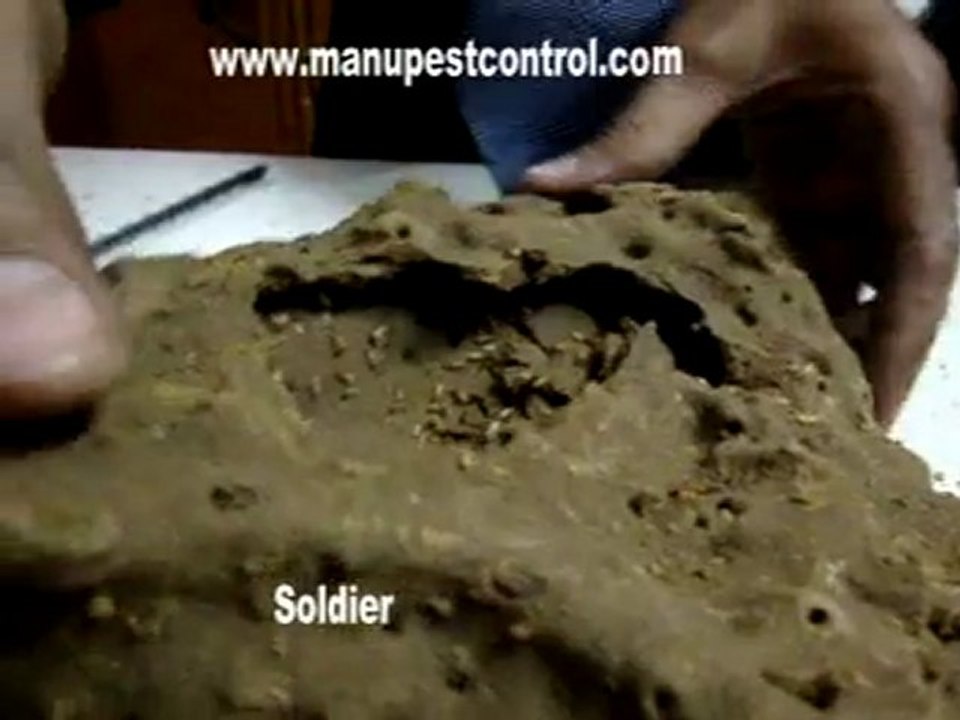Pest Control : 9811191551