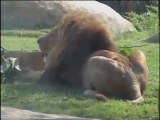 La familia de leones celebra el Día Mundial del Animal 2011
