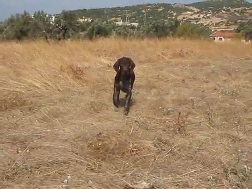 Kurzhaar ferma 5 aylık