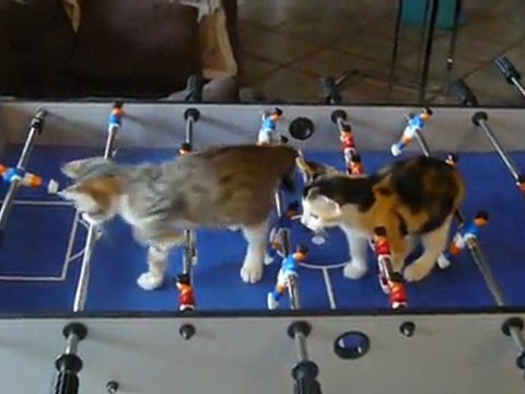 partie de babyfoot entre deux chatons 2 chat foot matt