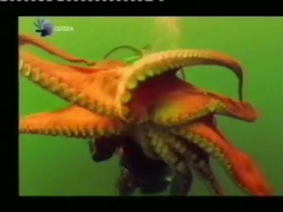 Conducta maternal del pulpo gigante del Pacifico (Enteroctopus dofleini)