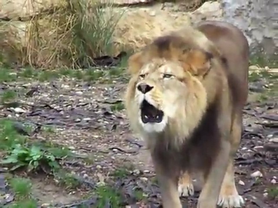 Le dernier lion de l'Atlas a été abattu en 1922.