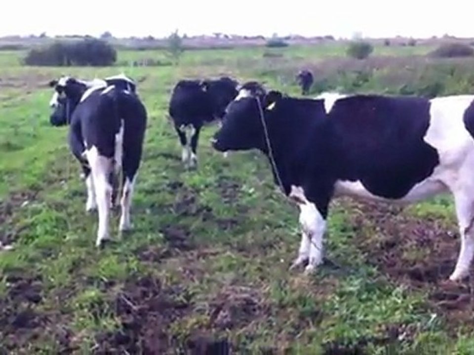 HAZER EMLAK TEL: 0546 851 6657 BESİ DANASI SİMENTAL