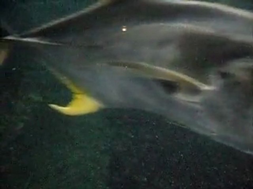 Nausicaa Boulogne sur mer Octobre 2011