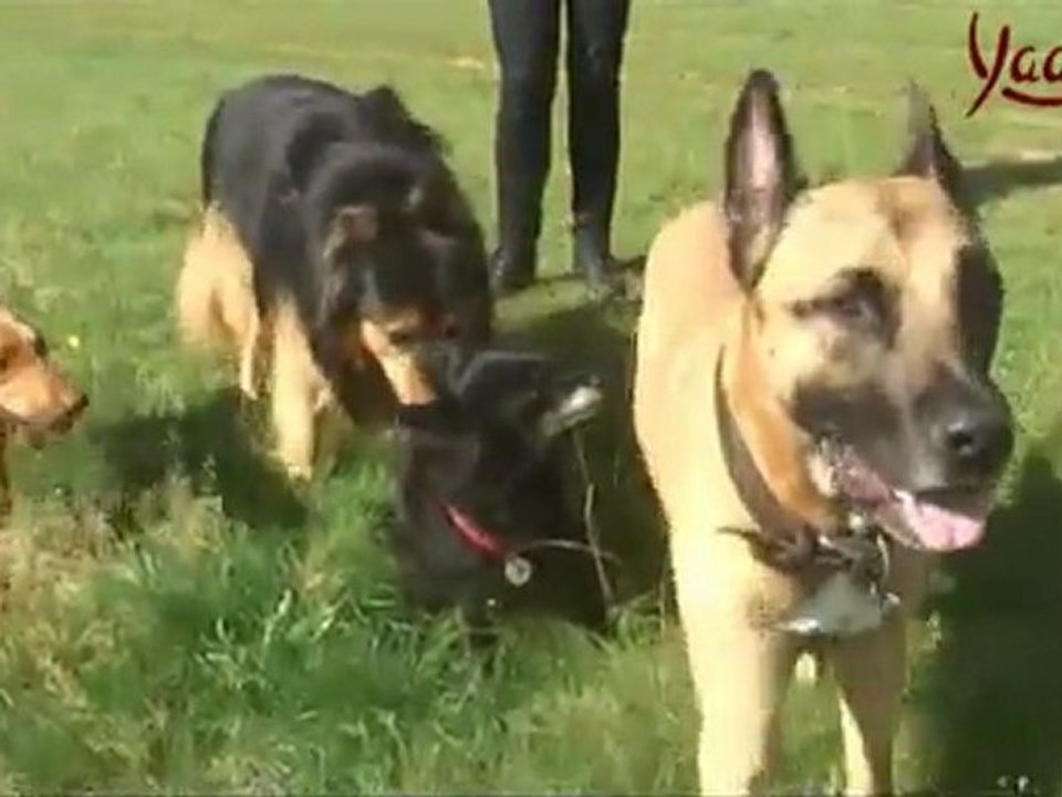 Ein Hund aus dem Tierschutz