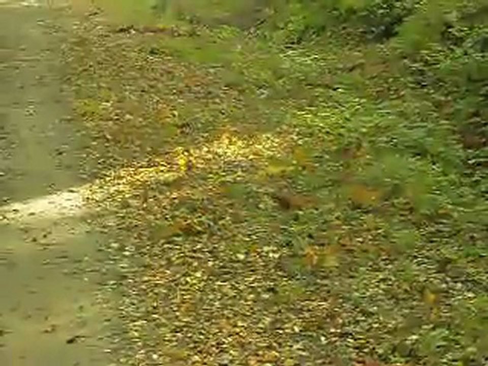 SDC11131