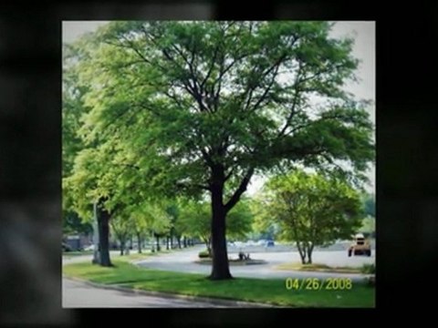 Tree Care Inc (763) 200-8350