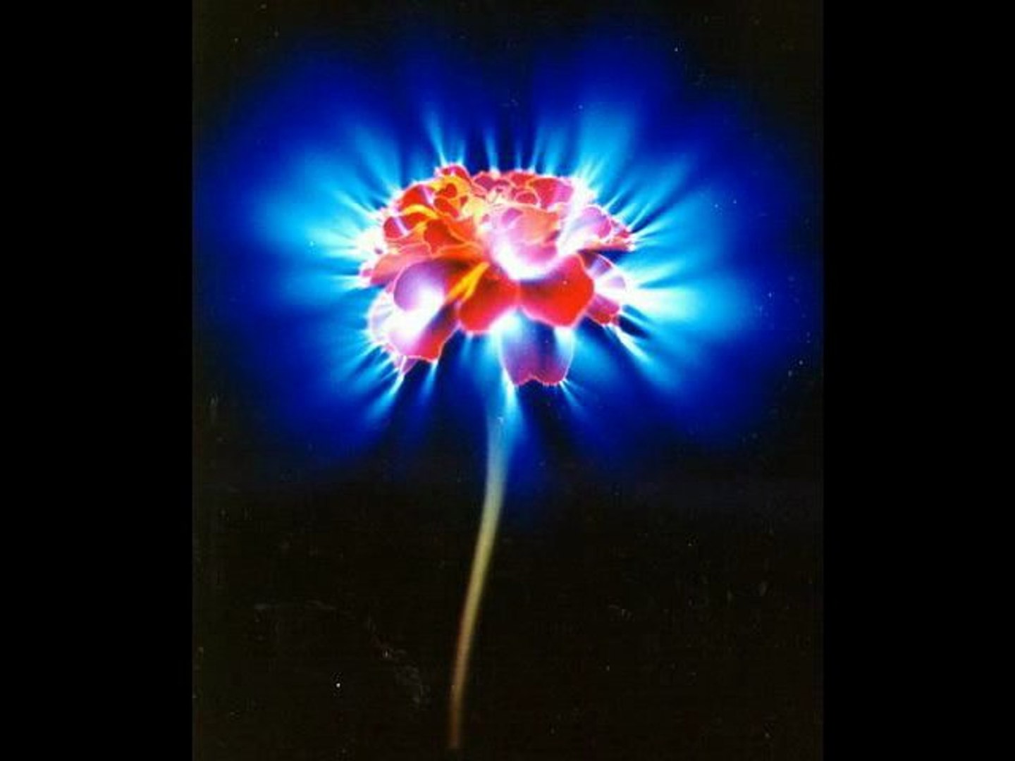 Аурата на цветята / Aura of flowers