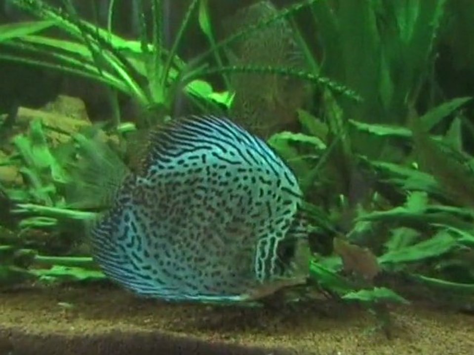 Discus Shining Puzzle Léopard