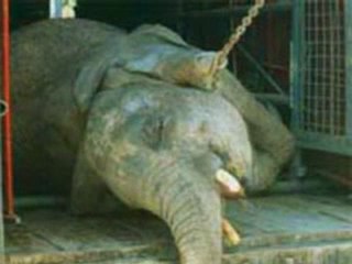 Мантра на милосърдието към животните / Mantra of compassion for animals