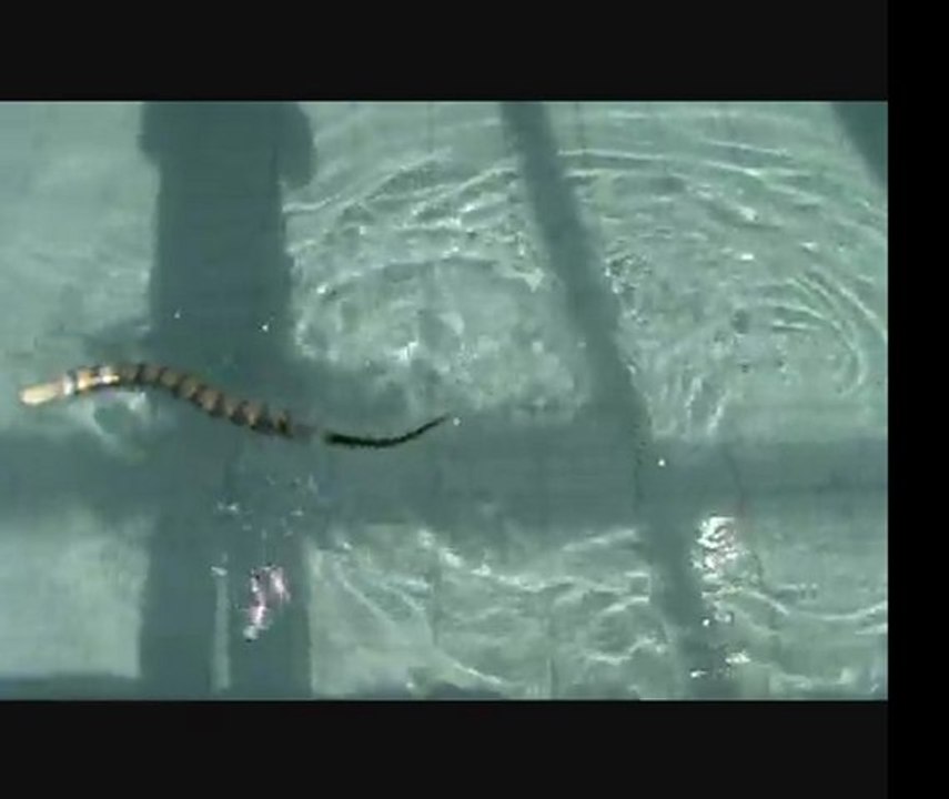 Lampetra, robot lamproie de la Scuola Superiore Sant’Anna