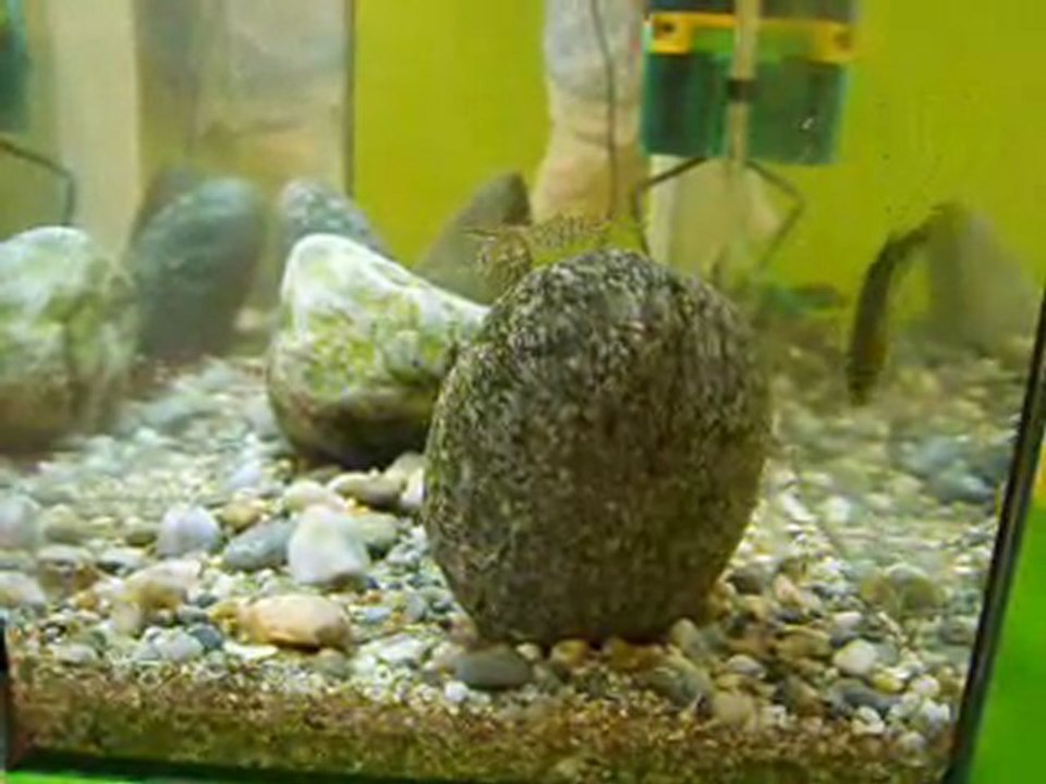 aquarium2