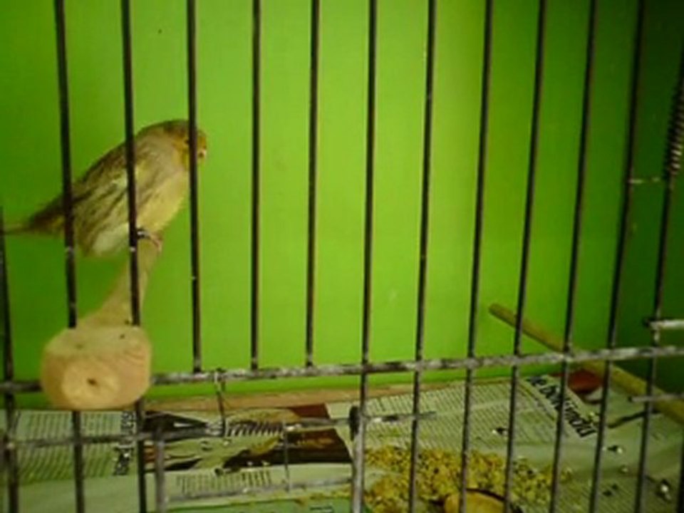 Tümay AŞÇIOĞLU 2011 Gloster Yavrularından