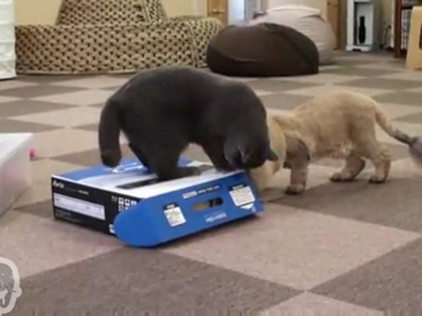 Comment Capturer Un Chat Video Dailymotion