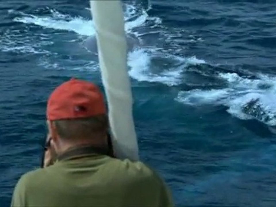 Docu_France5_Le festin des baleines bleues_Sam 15 janv 2011