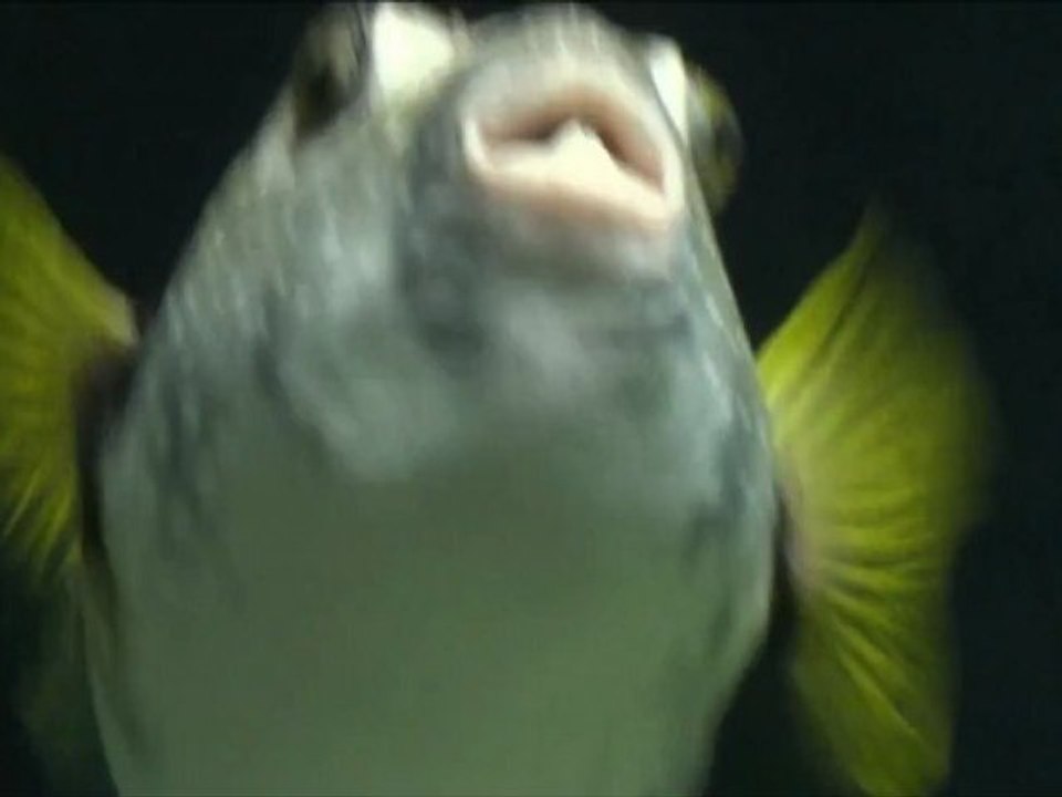 PUFFERFISH