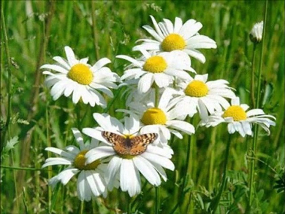 Seni ne çok sevdiğimi ben bilirim....