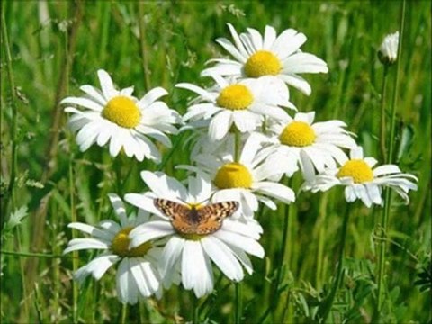 Seni ne çok sevdiğimi ben bilirim....