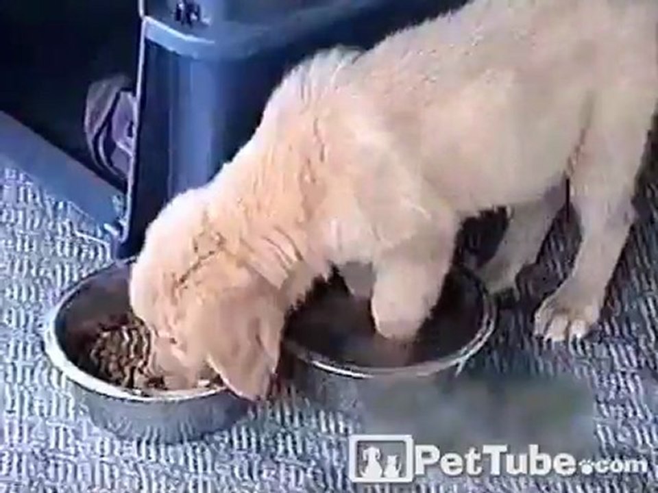 Puppy Pedicure