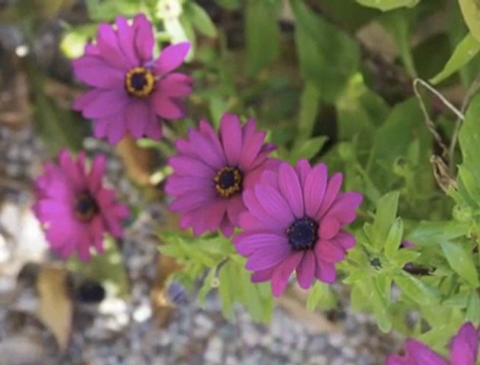 -M A G A R İ Japan-