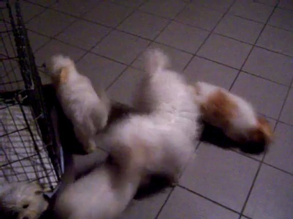 Lulu et Momo 015
