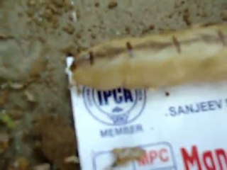 termite queen laying egg