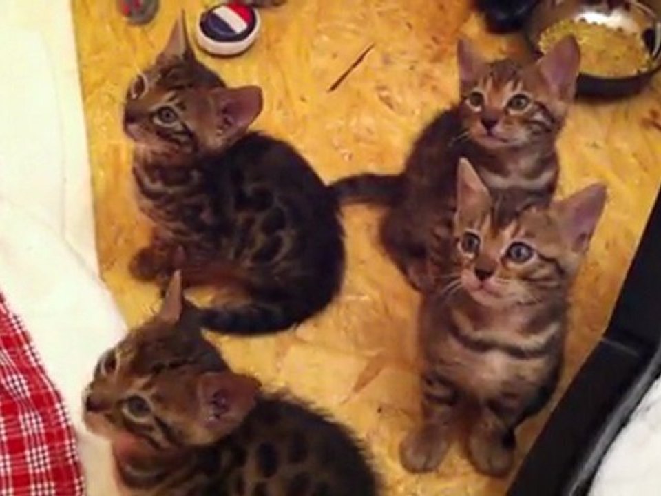 Chatons Kelly