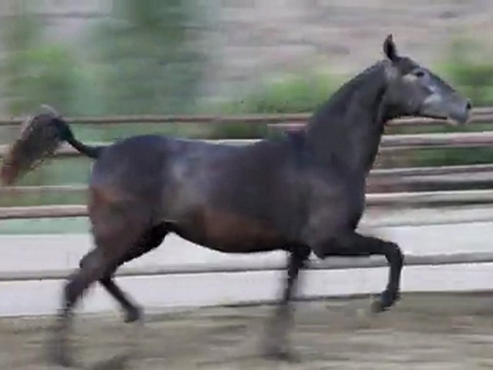 Habichuela DM 06102011