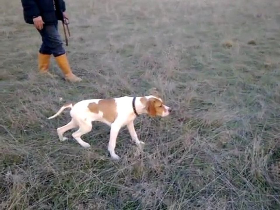 pointer ferma