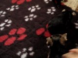 French Fancies Bébés Yorkshire Terrier à 6 semaines (Design & Eva)
