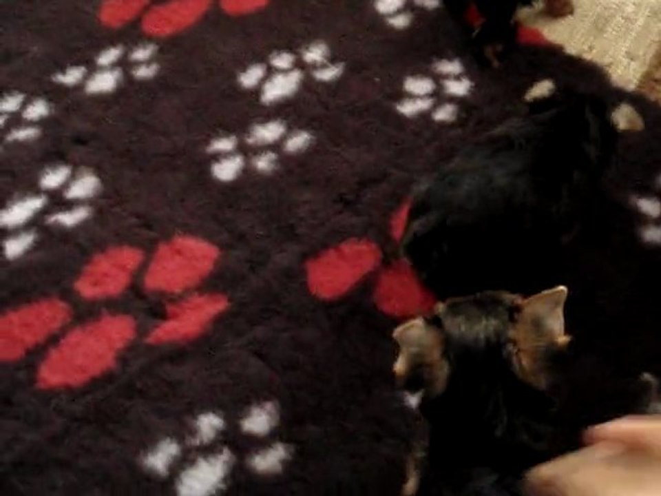 French Fancies Bébés Yorkshire Terrier à 6 semaines (Design & Eva)