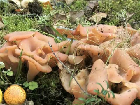 Редкие грибы показали в Санкт-Петербурге