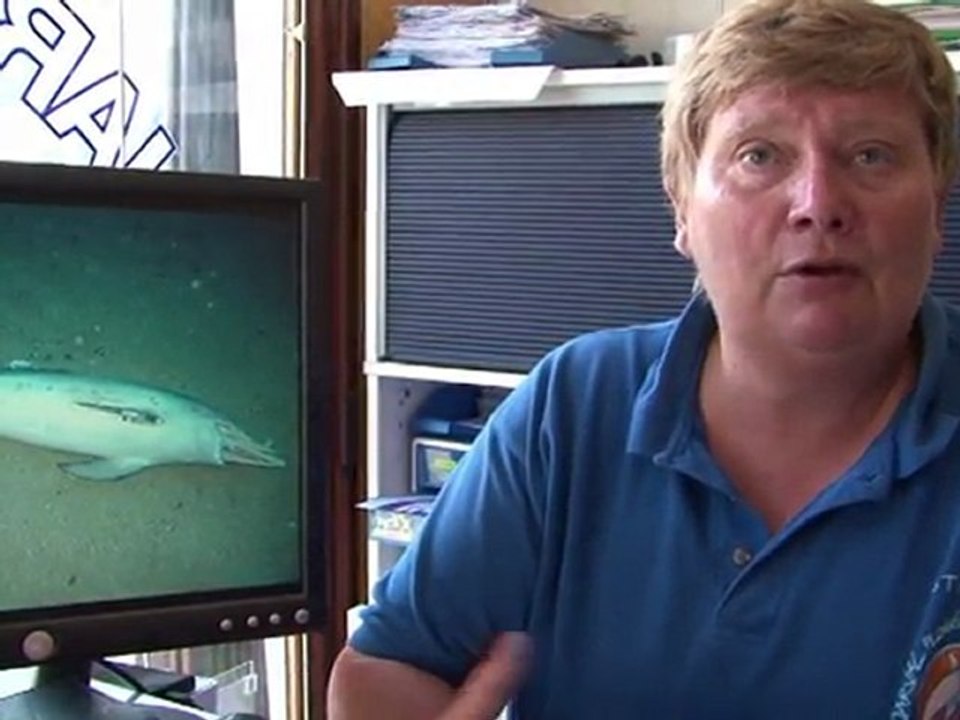 Mafia-Grab für Delfine vor Marseille