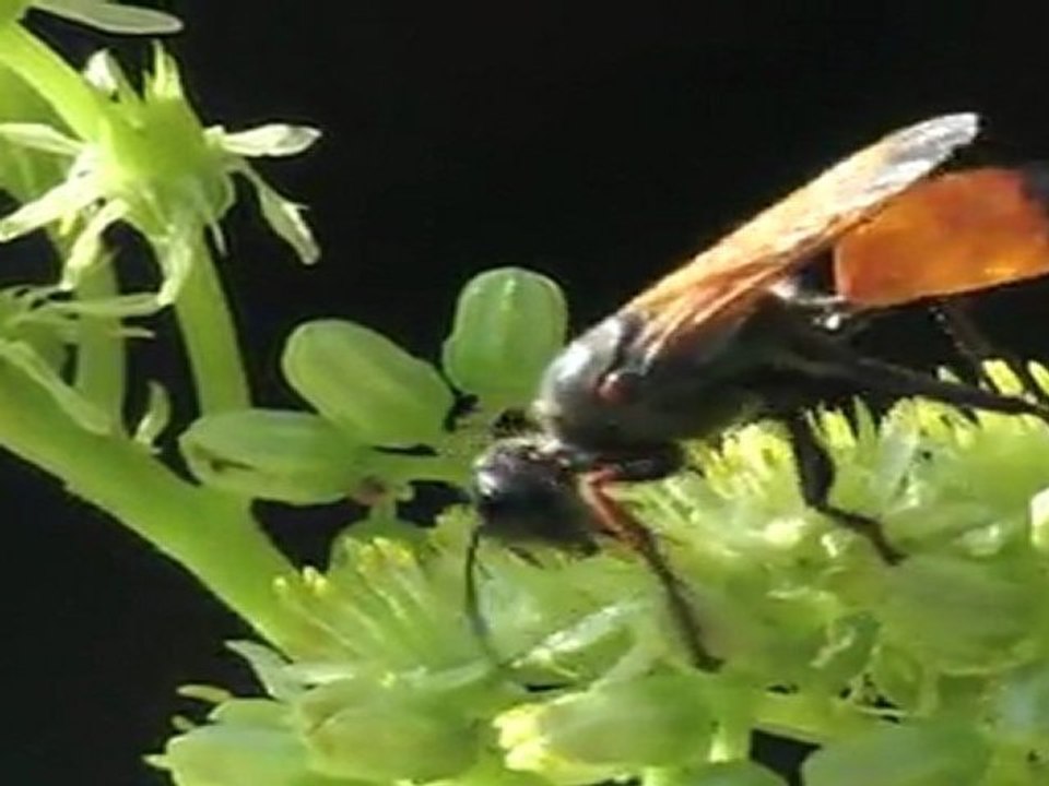 la Tholos de la Lauve