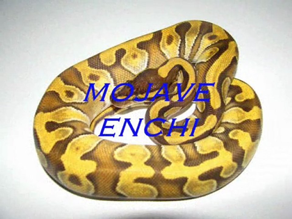 python regius butter et mojave