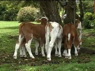 3_VIERNES 14 OCTUBRE 2011  El Cigarral