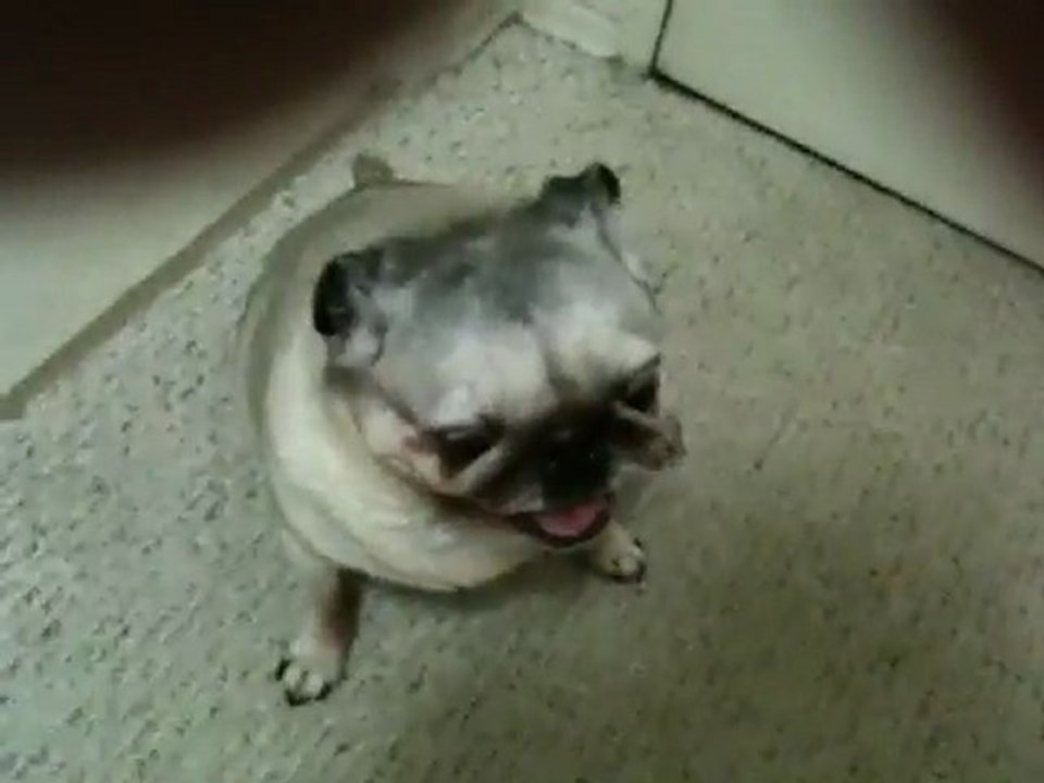 Pugs1