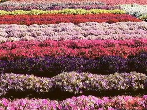 ZÜBEYİR ZORLU - BEN SENİ GÖRMEDEN SEVDİM