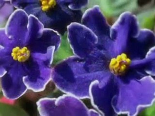 BELALIM Enstrümantal [Ạ℗℗Ạ]