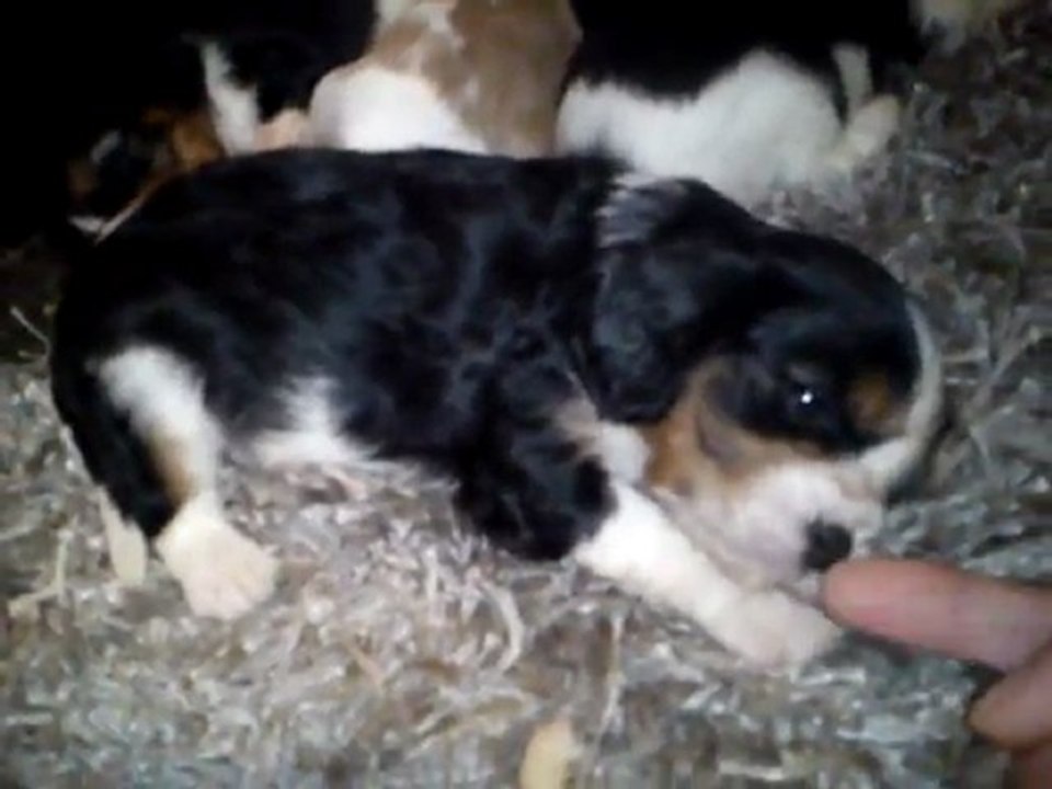 chiot o'sborg of love gribouille