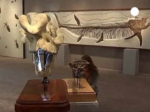 Sothebys, dinazor iskeletlerini açık arttırmaya...