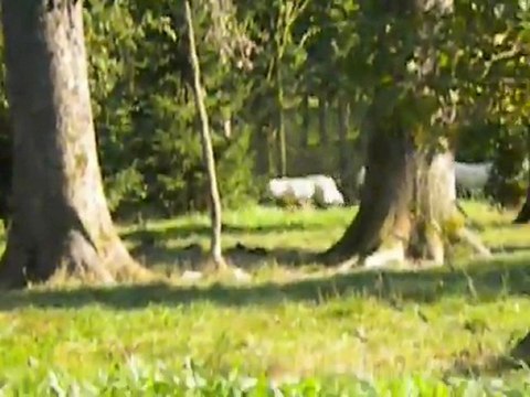 Sain-croix Partie 3 Les Loups Blancs