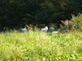 Saint-croix parti 4 Les Loups Blancs