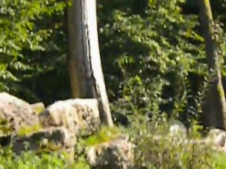 Saint-croix Parti 6 Les Loups Blancs