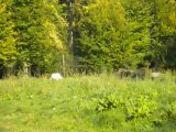 Saint-croix Partie 7 Les Loups Blancs