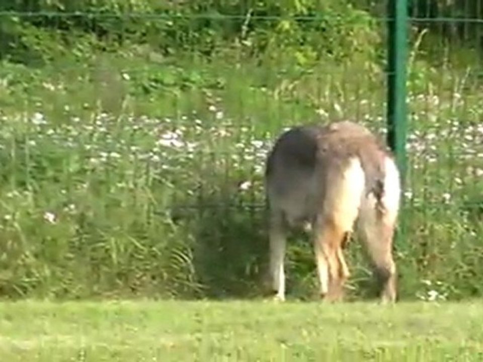 Meute dans l'enclos 10