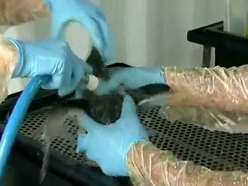 New Zealand oil spill threatens environment